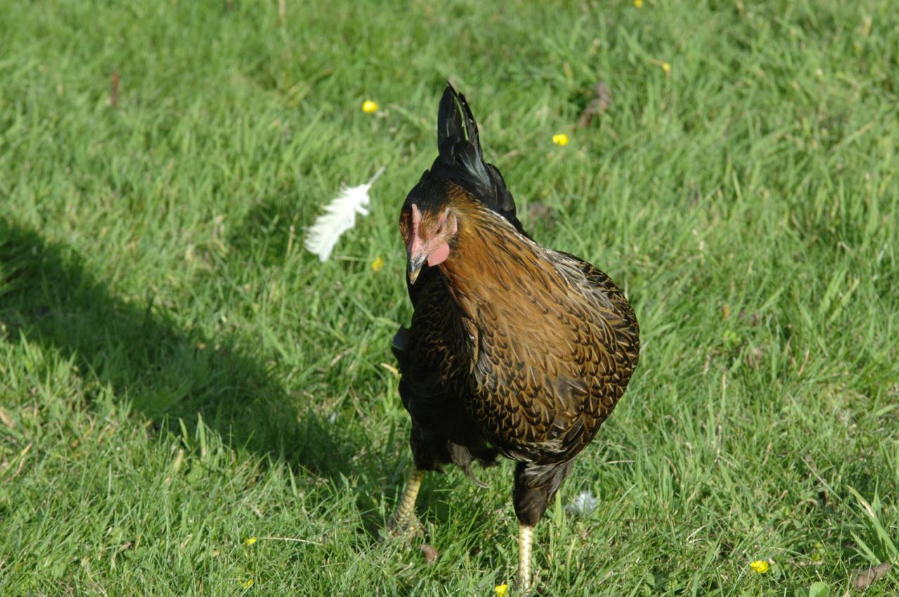 laufendes huhn